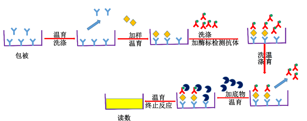 雙抗體夾心法