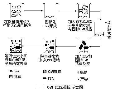 酶聯免疫吸附劑測定的原理