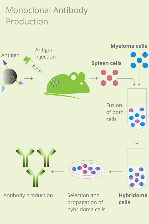 單克隆抗體產(chǎn)生