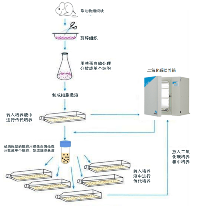 細胞傳代步驟