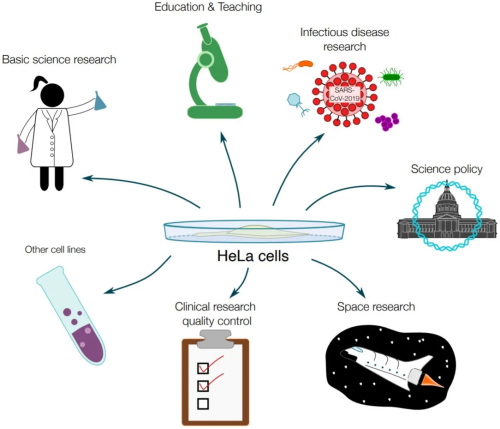 hela細(xì)胞用途